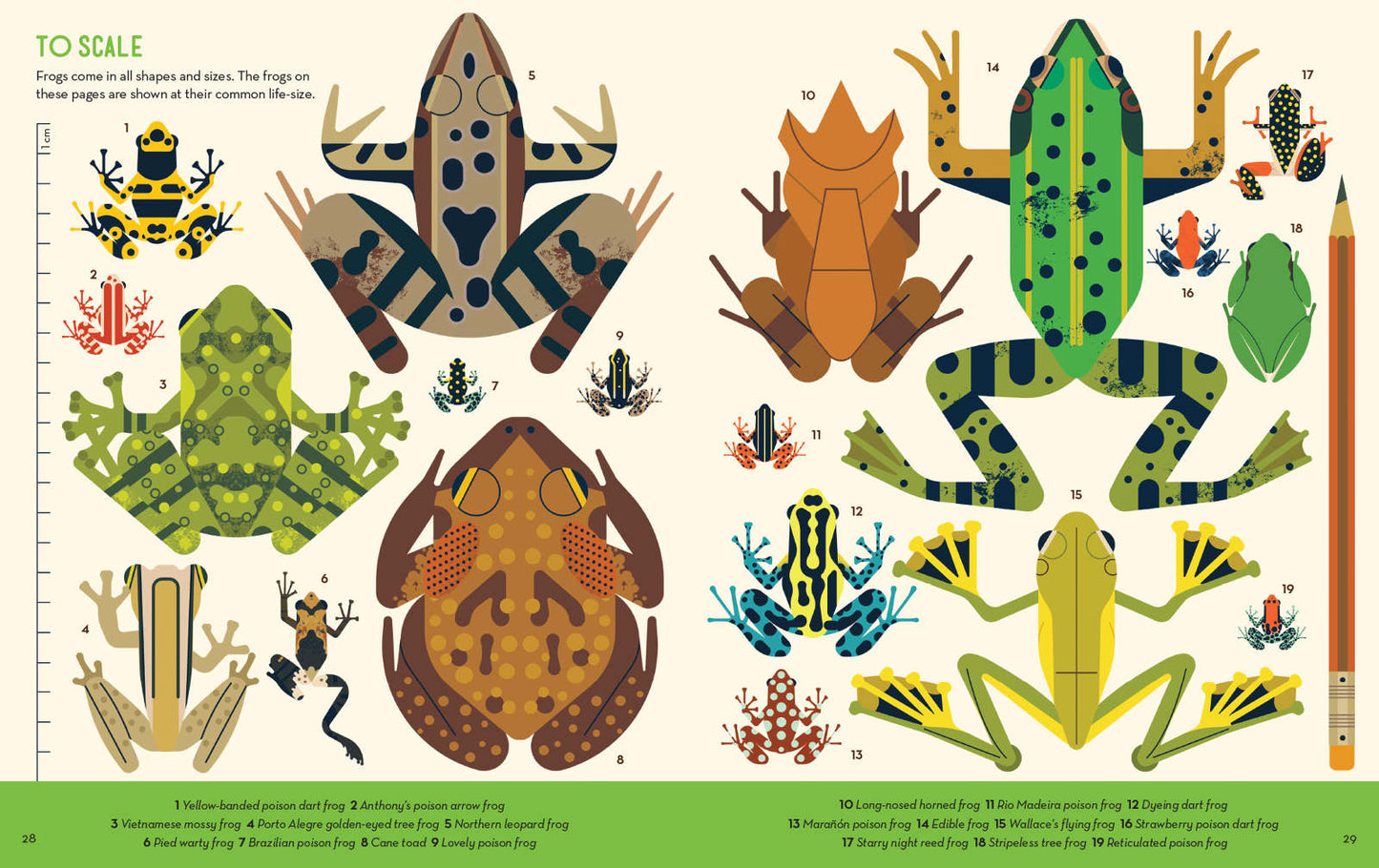 Fanatical About Frogs