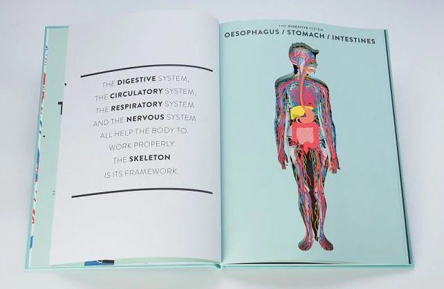 Anatomy