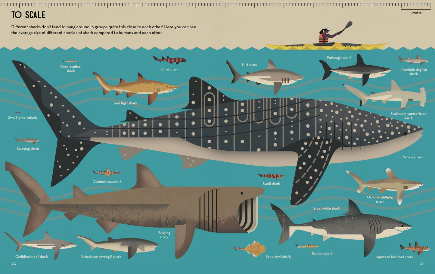 Smart About Sharks